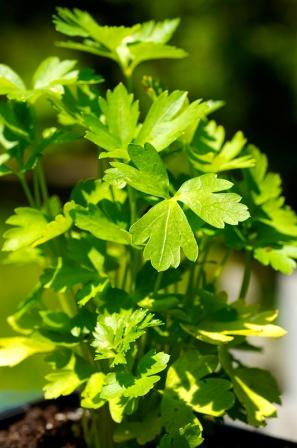 Organic Parsley Italian Flat Leaf, Petroselinum crispum .750 gr